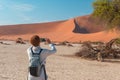 Tourist taking photo at scenic braided Acacia tree surrounded by majestic sand dunes at Sossusvlei, Namib desert, Namib Naukluft N Royalty Free Stock Photo