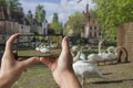 Tourist taking photo of square with swans near the Begijnhof in Bruges, Belgium. Area designated for swans in the historic Bruges Royalty Free Stock Photo