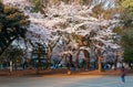 Tourist taking photos of beautiful cherry blossom Sakura trees in Ueno Park, Tokyo