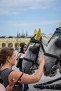 Vienna, Austria, September , 15, 2019 - nTourist taking pictures and caressing nCarriage Horses from in the Schonbrunn Royalty Free Stock Photo