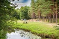 Tourist tent in forest camp Royalty Free Stock Photo