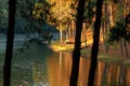 Tourist tent in green forest Royalty Free Stock Photo