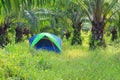 Tourist tent in palm plantation