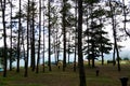 Tourist tents in forest at campsite, Camp site in the forest at Doi Ang Khang-Thailand