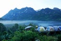 Tourist tents in forest at campsite, Camp site in the forest at Doi Chiang Dao - Thailand