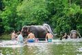 Activities elephant bathing Thailand. Royalty Free Stock Photo