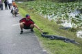 Tourist touching aligator Royalty Free Stock Photo