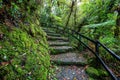 Tourist trail in rainforest in Tapanti national park, Costa Rica Royalty Free Stock Photo