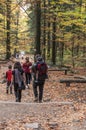 Tourist trail in the JodÃâowa Primeval Forest, from Saint Catherine to Lysica, partly built as a boarded walkway