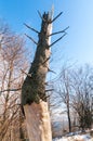 scary crooked tree, winter forest in the Carpathian Mountains, sunny day