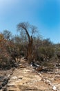 Tourist trail in Tsimanampetsotsa national park. Madagascar wilderness landscape Royalty Free Stock Photo