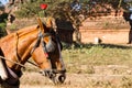 Tourist transport: horse and cart in Bagan