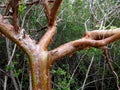 Gumbo-limbo Trees are also known as the tourist tree