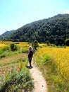 Tourist trekking amidst rice field enroute Khamsum Yulley Namgyal Choten, Bhutan