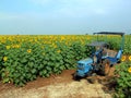 Tourist vihicle in sunflower field