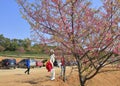 Tourist visit the pink cerasus serrulata in the tea gardens, adobe rgb