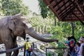 tourist visited an elephant in the zoo.