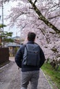 Tourist visiting a japanese street in Takayama during sakura blossom, Japan. Royalty Free Stock Photo