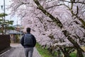 Tourist visiting a japanese street in Takayama during sakura blossom, Japan. Royalty Free Stock Photo