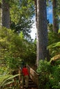 A tourist in Waiau Kauri tree grove kauri, Coromandel Peninsula, New Zealand