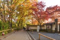 Tourist walking in beautiful nature maple tree in autumn season at Arashiyama