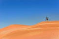 Tourist walking on beautiful sunrise red sand dunes in Sossusvlei, Namib desert, Namibia, South Africa Royalty Free Stock Photo