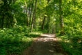 tourist walking footpath in green forest