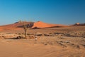 Tourist walking on the scenic desert at Sossusvlei, Royalty Free Stock Photo