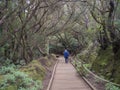 tourist walking on Sendero de los Sentidos mystery primary Laurel forest Laurisilva rainforest with old green mossed tree and woo