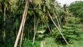 Tourist walking into in the tropical rainforest at Manadhoo island capital of Noonu atoll Royalty Free Stock Photo