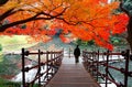 A tourist walking on a wooden path under fiery maple trees by a lake in Koishikawa Korakuen Park, a Japanese garden