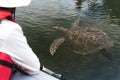 Tourist watching a Galapagos Green Turtle from the boat at Black Turtle Cove, Santa Cruz, Galapagos Islands, Ecuador, South