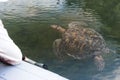 Tourist watching a Galapagos Green Turtle from the boat at Black Turtle Cove, Santa Cruz, Galapagos Islands, Ecuador, South Royalty Free Stock Photo