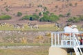 Tourist watching herd of zebras grazing in the bush. Boat cruise and wildlife safari on Chobe River, Namibia Botswana border