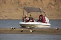 Tourist watching Indian Skimmers at Chambal,Rajasthan,India