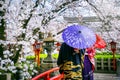 Tourist wearing japanese traditional kimono and cherry blossom in spring, Kyoto temple in Japan Royalty Free Stock Photo