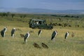 Tourist in 4 wheel drive vehicule watching Marabou Storks, Masai Mara Park in Kenya