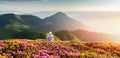 A tourist in white clothes sits on a pink carpet of rhododendron flowers Royalty Free Stock Photo