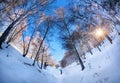 Tourist in winter birchwood