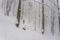 Tourist in winter misty forest Royalty Free Stock Photo