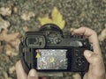 Tourist woman take the picture of yellow leaves under trees