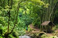 Tourist woman trekking in Bali jungle Royalty Free Stock Photo