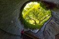 Tourist women is look at the giant tree at the entrance to the underground crossing at Fort Canning Park in Singapore