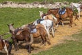 Touristic Rental Horses Royalty Free Stock Photo