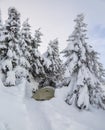 Touristic tent stands on the snowy lawn with wide path to it. Spruce trees covered with white snow. Landscape winter woodland.