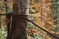 Touristic trail rope railing with orange caution flags. Autumn Forest background. Safety travel concept