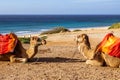Touristics camels on the dromedary terrace of Tangier Royalty Free Stock Photo