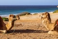 Touristics camels on the dromedary terrace of Tangier