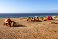 Touristics camels on the dromedary terrace of Tangier Royalty Free Stock Photo