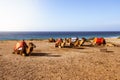 Touristics camels on the dromedary terrace of Tangier Royalty Free Stock Photo